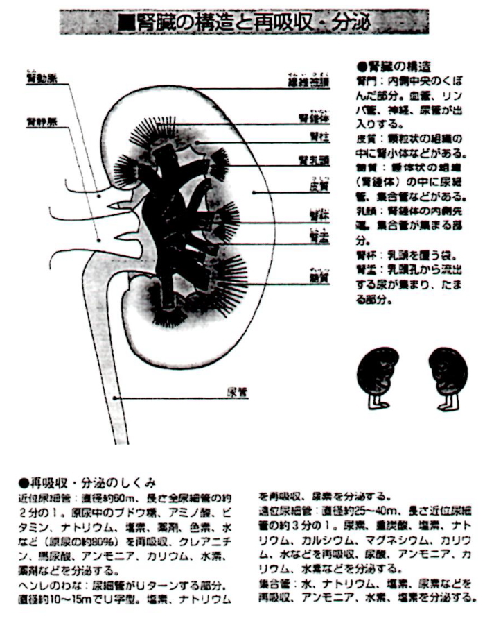 腎臓の構造と再吸収・分泌