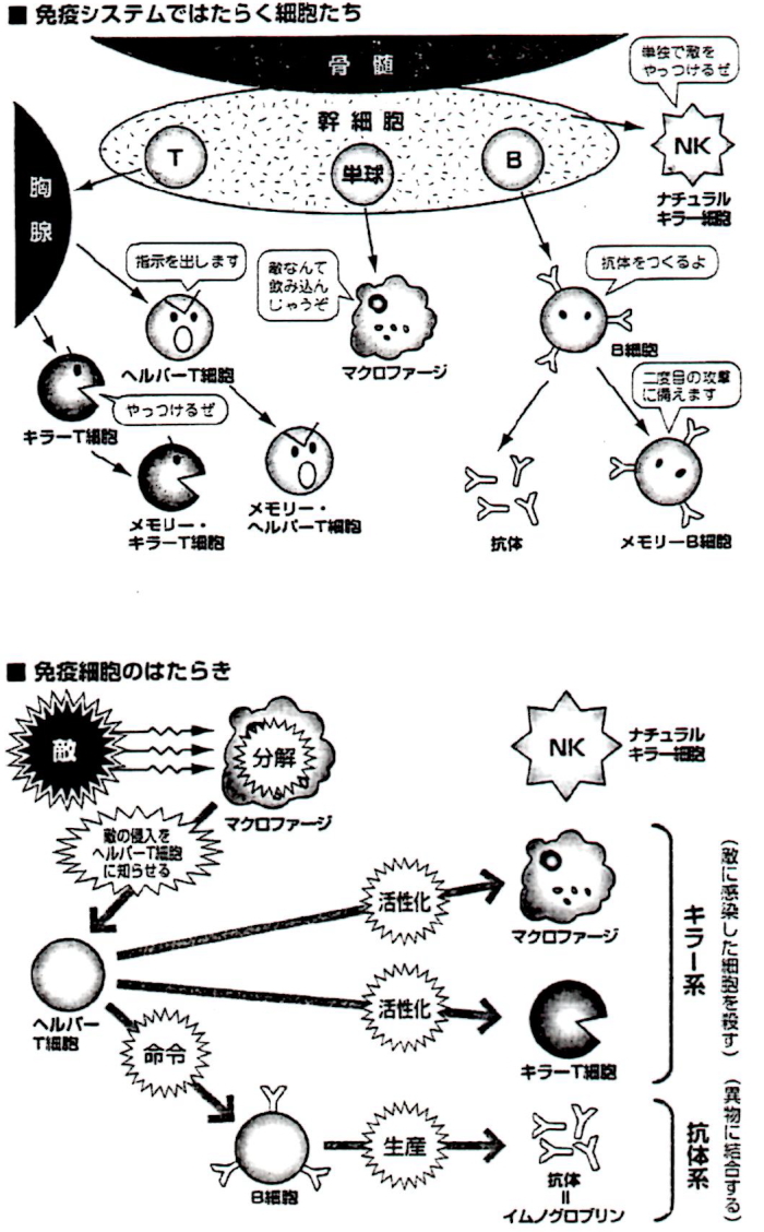 免疫システムで働く細胞たち