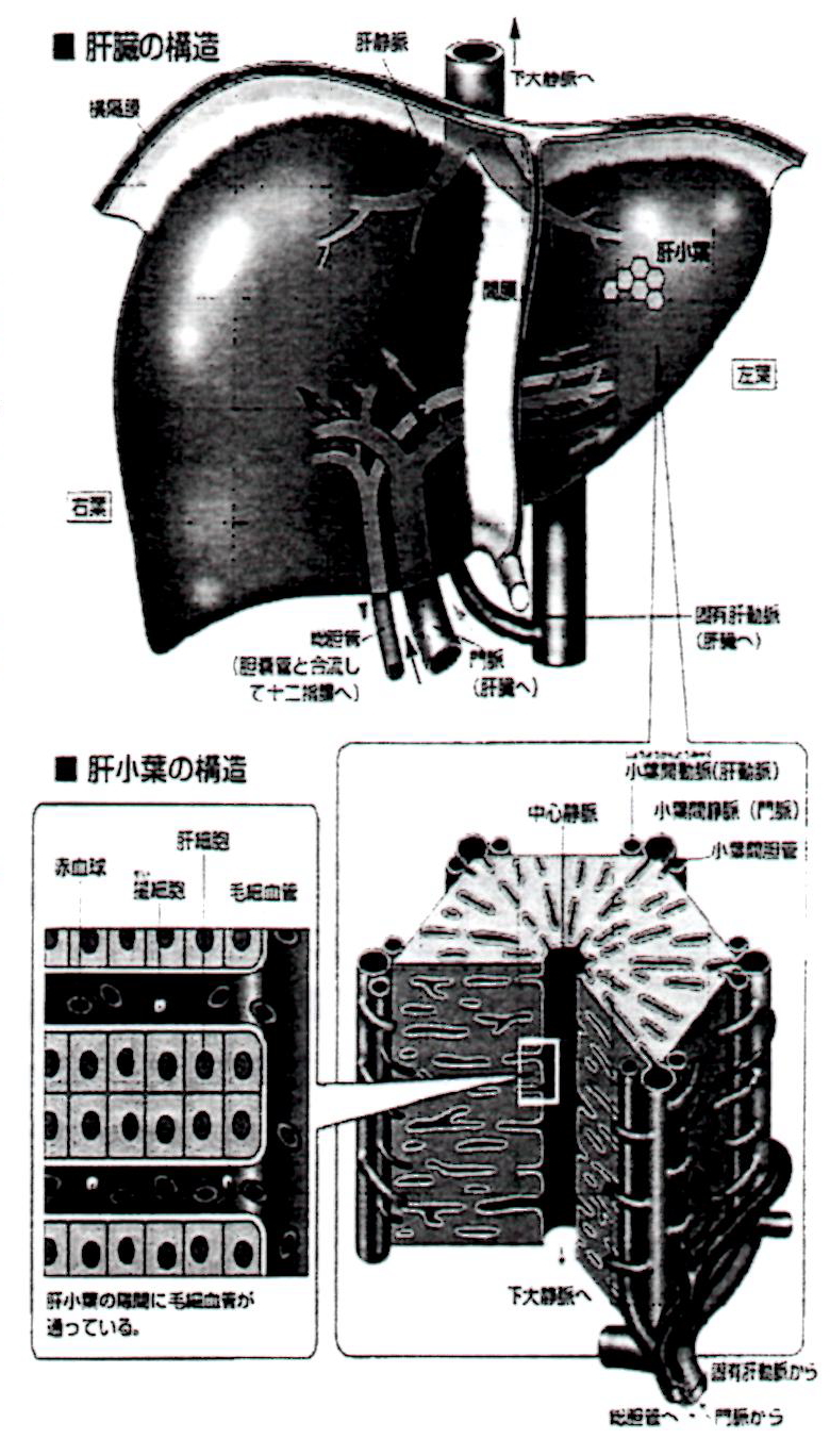 肝臓の構造