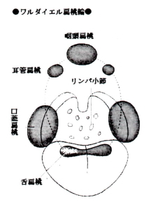 ワルダイエル扁桃輪