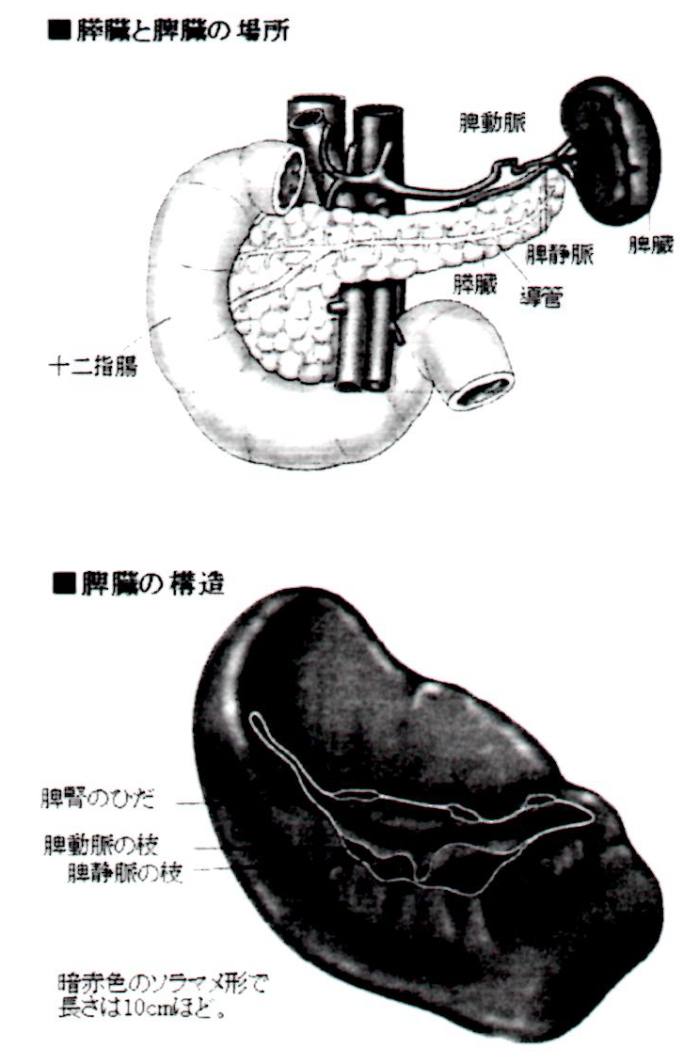 脾臓の構造
