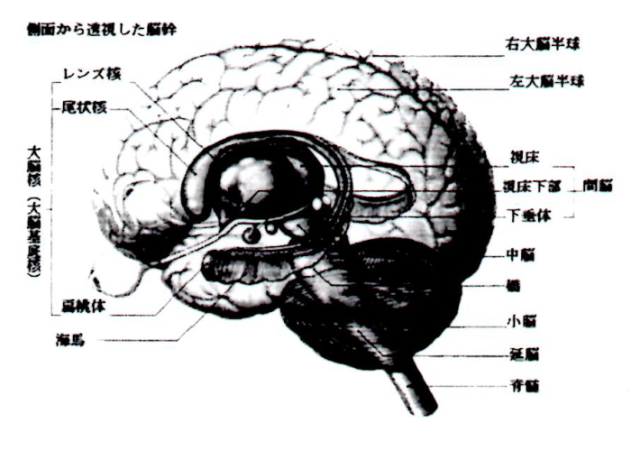 側面から見た脳幹