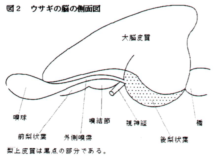 ウサギの脳の側面図