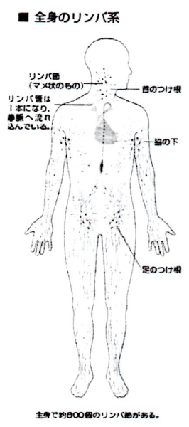 全身のリンパ系