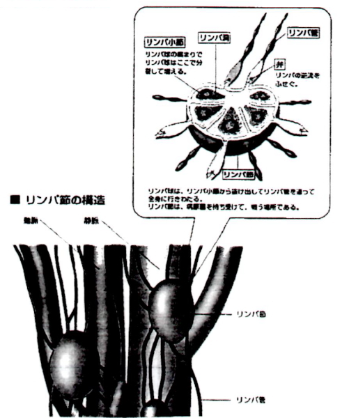 リンパ節の構造