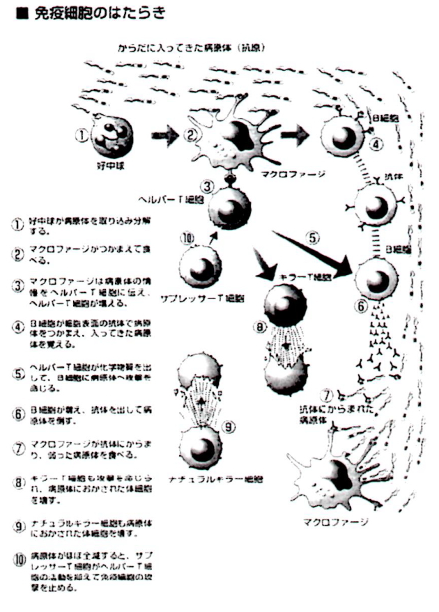 免疫細胞の働き