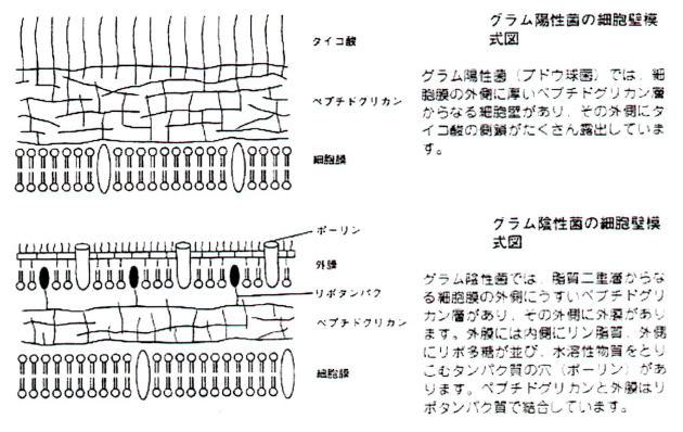 グラム陽性菌と陰性菌の模式図
