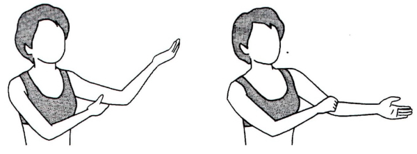 前腕（手首～肘）