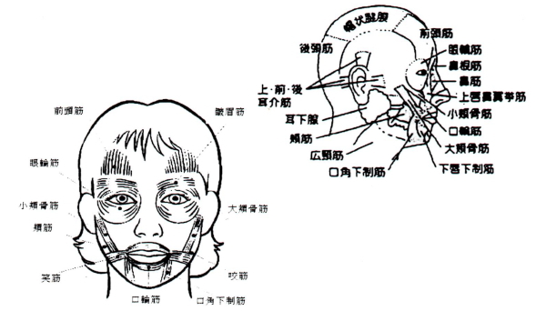 顔の筋肉表